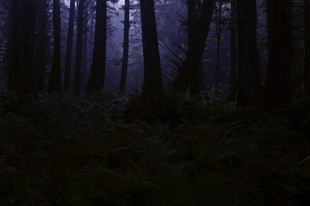 A dense forest at night lit only by cool moonlight falling between the trunks