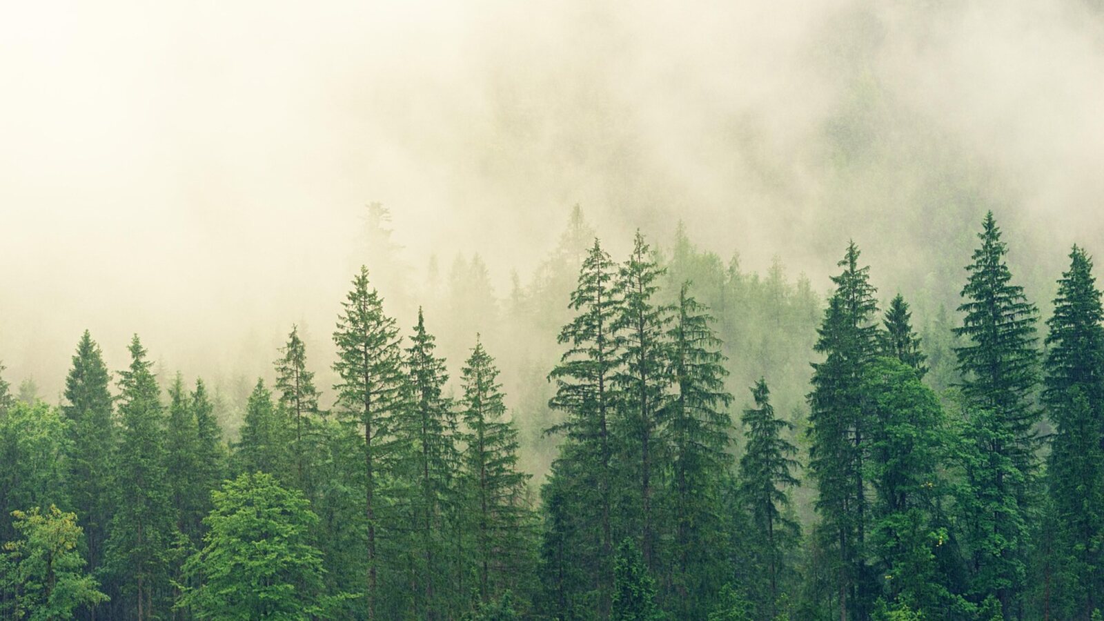 A dense conifer treeline with fog rolling down over the tops, the furthest trees dissolving into pale mist