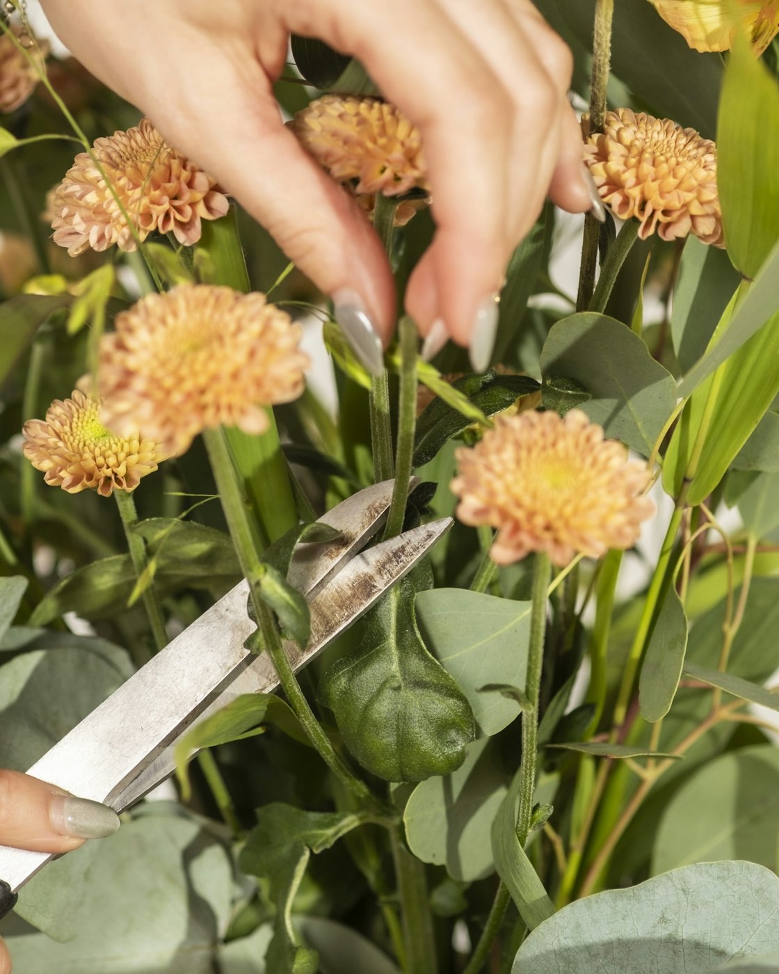 A pair of scissors trimming the stem of an orange chrysanthemum bloom, held among other cut stems