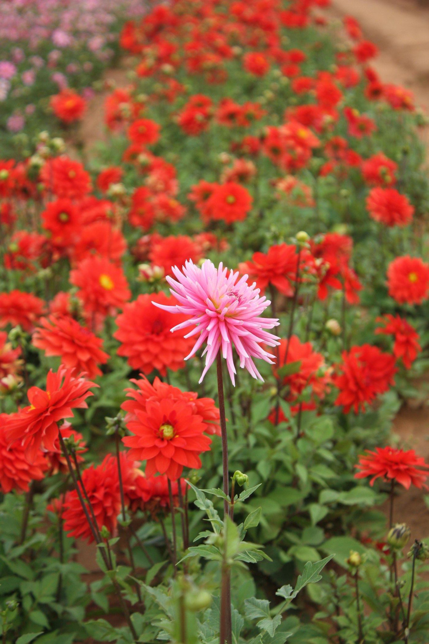 A field of red and pink dahlias in bloom, representing the Puyallup Valley's dahlia-growing history