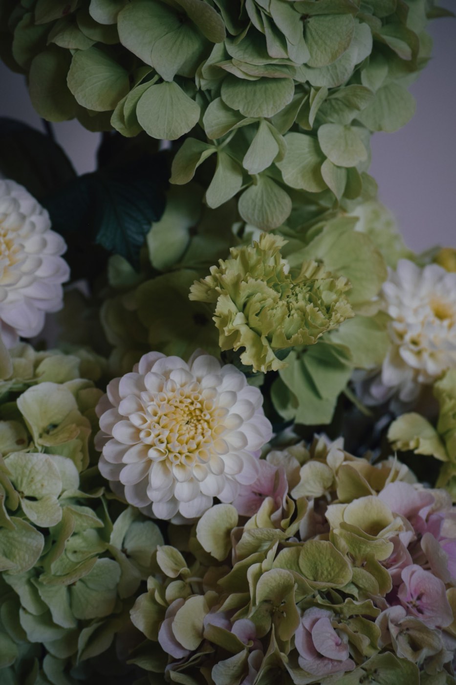 Close-up of a white dahlia bloom among green and pale pink hydrangea petals