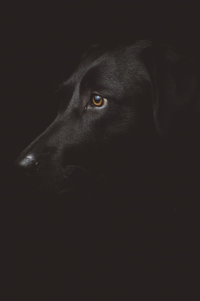 A black dog in profile against a near-black background, only the eye and the nose catching light