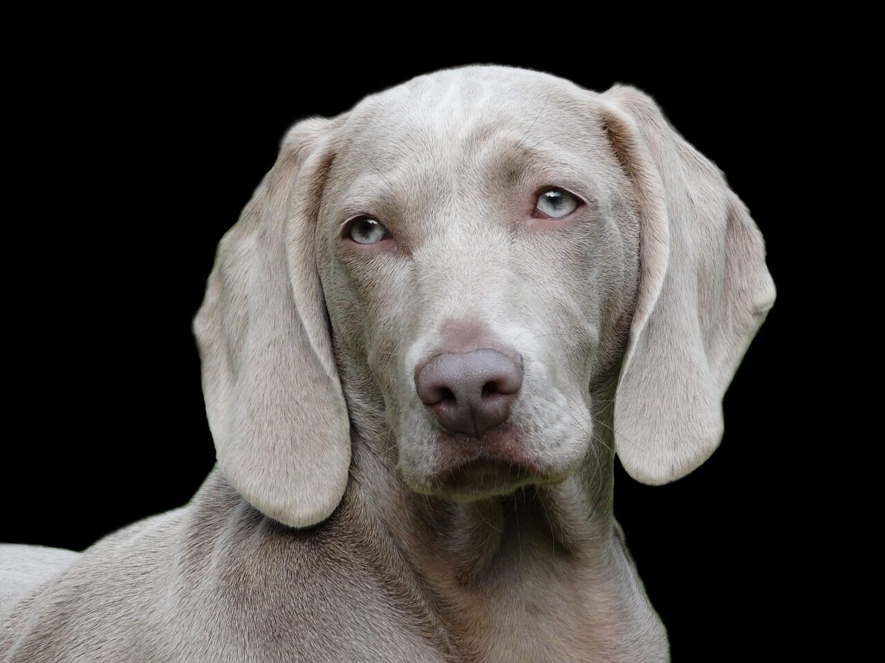 A silver-grey Weimaraner facing the camera against a black background, ears hanging forward