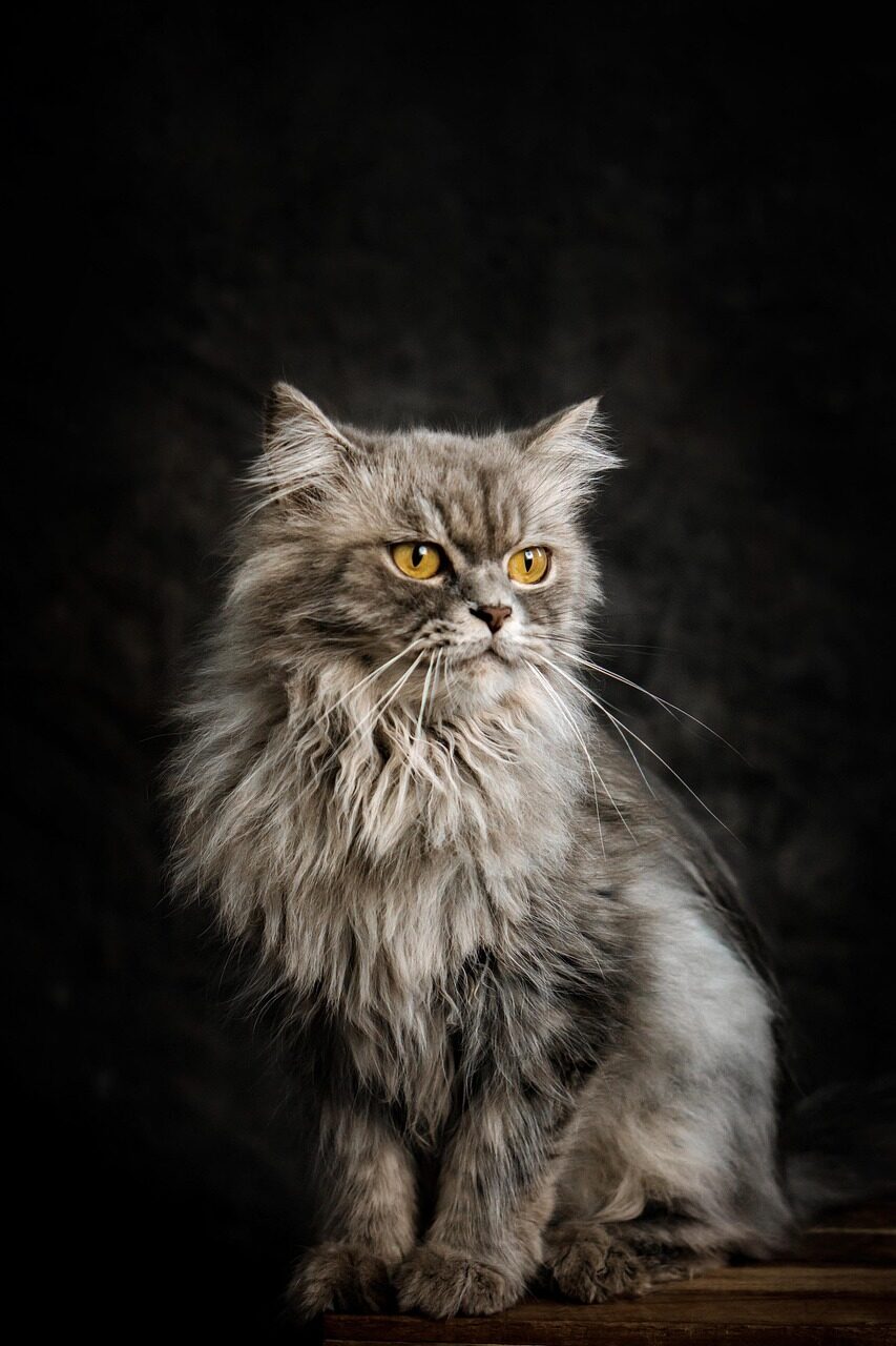 A long-haired grey cat with amber eyes staring straight ahead against a dark background