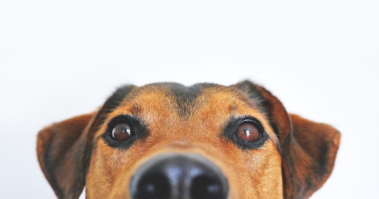 A tan and black dog filling the frame from below on white, nose closest to the lens
